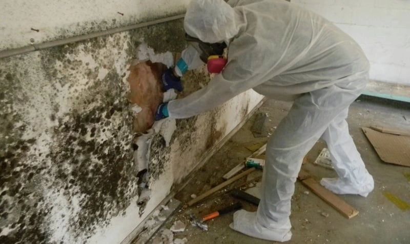 Mold remediation on an interior wall